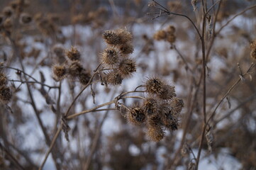 Close-up (macro photography) of dry burdock on a winter background. Natural light