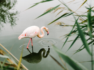 Pink flamingo in the water through the branches