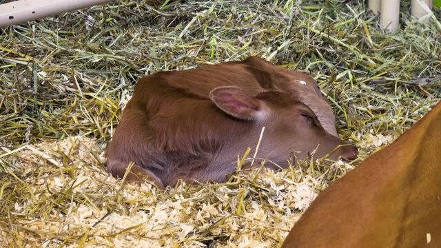 New born calf sleeps near mother, twitches ear as flies land, handheld // 4K