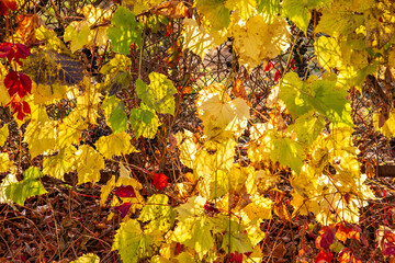 autumn leaves background