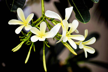 A bunch of white flowers, with a yellow center. Scientific name is Plumeria  having family Apocynaceae.