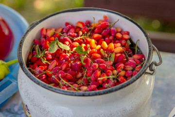 Crop ripe red barberry in the garden closeup. Barberry in a bucket.