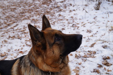Close-up (macro photography) of a dog of the German Shepherd breed. The muzzle is raised up in profile. Snow background, natural light
