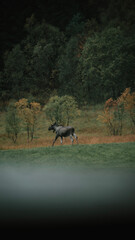 Fototapeta na wymiar Moose on field