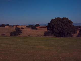 krajobraz drzewa pola niebo niebieskie natura  © Piotr