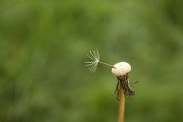 Dandelion seeds blowing away across a fresh green background