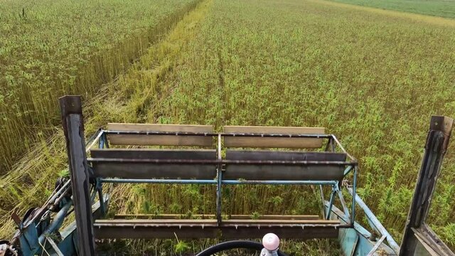 Top view of combine harvesting Cannabis on Hemp farm. Cannabidiol, fiber and seed production.