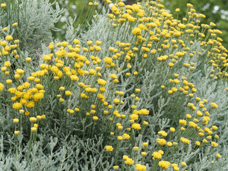 Buisson de Santoline petit-cyprès ou santolina chamaecyparissus à floraison en boules jaune or...