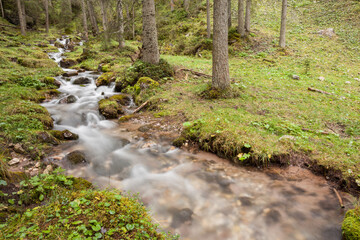 A mountain stream flows in the misty forest