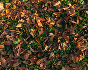 leaves on the ground