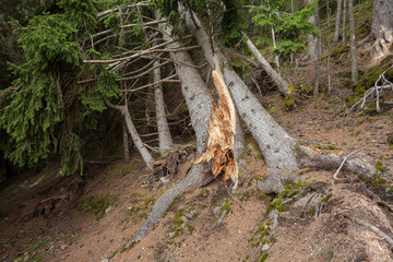 A pine tree crashed oin the ground by the wind inside the forest