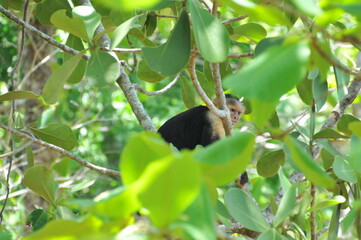 cervo capuccino in libert&agrave; della natura in costa rica