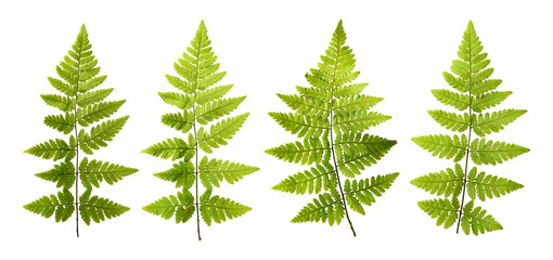 Seth and fresh fern leaves isolated on white background