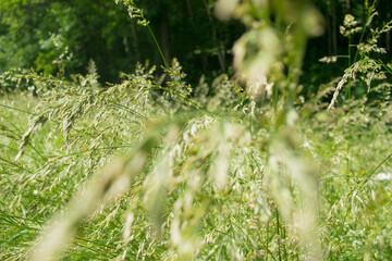 Closeup of grass in motion