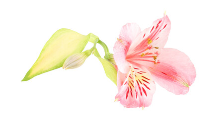 Lily flower isolated on white background