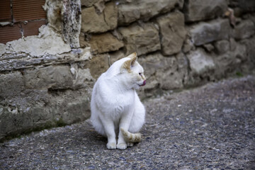 White cat resting street
