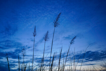 ears of wheat against blue sky