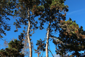 Alberi di pino si stagliano sull’azzurro intenso del cielo