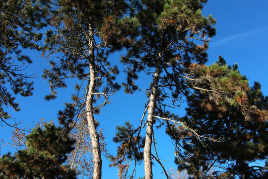 Alberi di pino si stagliano sull&rsquo;azzurro intenso del cielo