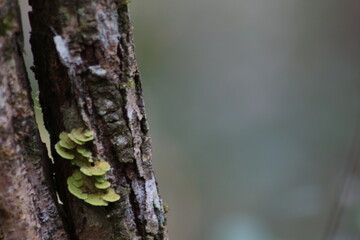 lizard on a tree
