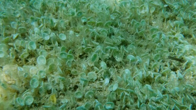 Closep-up on colony of unicellular green algae Mermaid's wine-glass or Mermaid's cup (Acetabularia acetabulum) Slow motion, Movement forward. Adriatic Sea, Montenegro, Europe