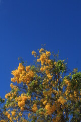 autumn leaves on blue sky