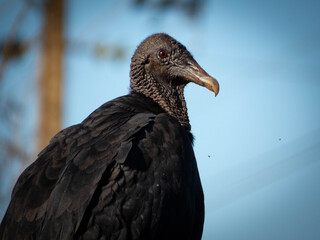 vulture in the zoo