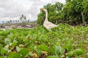 Pinrang, Sulawesi Selatan Indonesia.
Geese looking for food on the shore.
December 15 2013