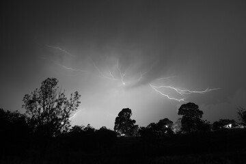 tree in the night
