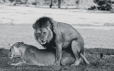 Kalahari Desert Lions Mating 