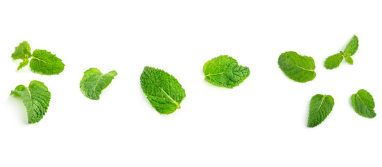 Fresh mint leaves on a white background. High quality photo