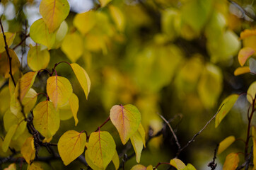 Autumn Yellow Green Leaves Background