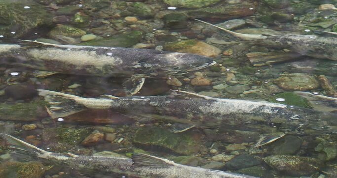 Salmon moving upstream during salmon run in shallow waters of Goldstream river in Victoria BC, Vancouver Island