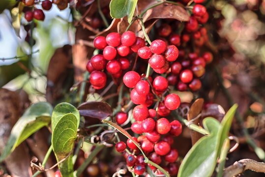 Ripe berries of Smilax aspera