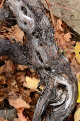 OLD STRAIN OF GALICIAN MENCIA GRAPE, AUTUMN TEXTURE

