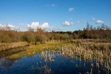 
'Kalmthoutse Heide': pond on the heather in Kalmthout in autumn on the border between the Netherlands and Belgium