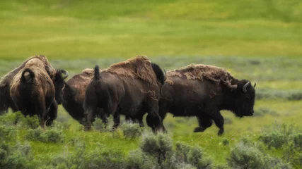 Poster bison in park national park © Santiago