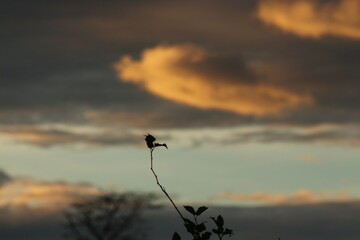 silhouette of a tree