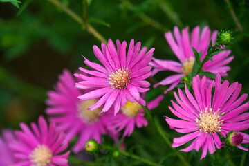 Close up of purple aster flowers in full bloom, with blurred green background.