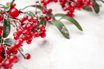 Mistletoe branches on light background