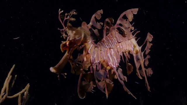 Leafy Sea Dragons Phycodurus eques feeding at night with eggs 4k 25fps slow motion