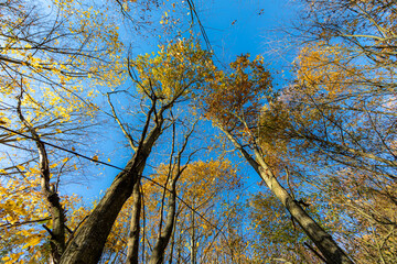 Tall trees in Parc de Sceaux - Ile de France - Paris Region - France