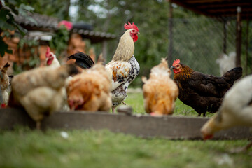 Several red, farm chickens eating some corn in the countryside. Farming and Pet Concept.