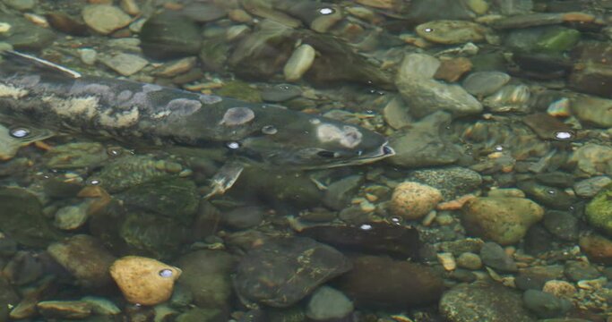 Salmon moving upstream during salmon run in shallow waters of Goldstream river in Victoria BC, Vancouver Island