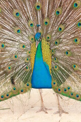 Naklejka premium peacock with feathers