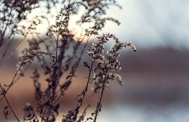 Beautiul autumn background with dry  decolored plant with fluffy white flowers (seads) at the sunset