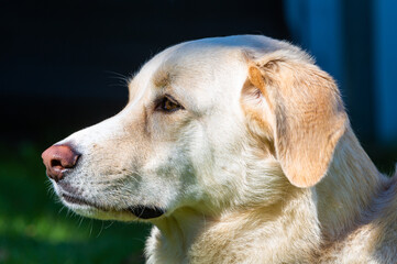 Portrait eines weissen Hundes