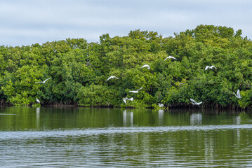 Herons in flight over river and trees near tropical island