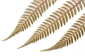 dried leaves of a silver fern, the symbol of New Zealand, white background