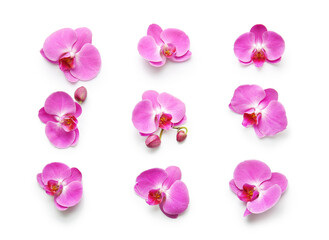 Obraz na płótnie Canvas Beautiful orchid flowers on white background